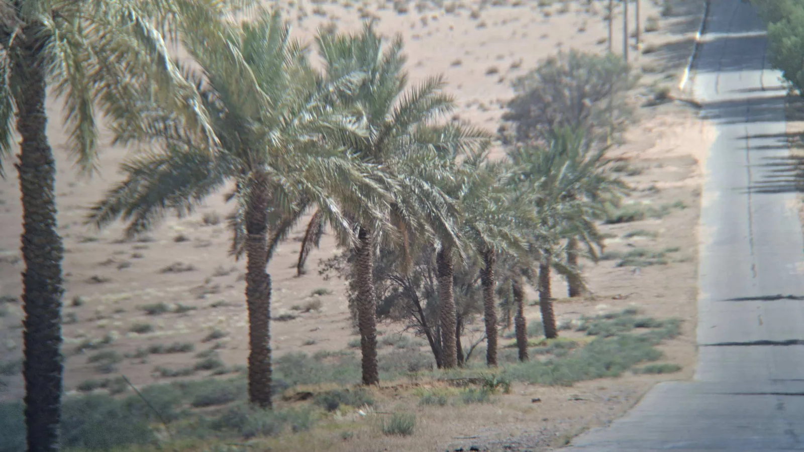 موقع زراعي مع نخيل